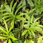 Image of Lasia spinosa  (L.) Thwaites..