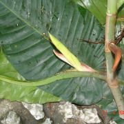 Image of Philodendron cardonii  Croat.