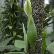 Image of Philodendron duckei  Croat & Grayum.