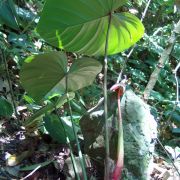 Image of Philodendron glanduliferum  Matuda.