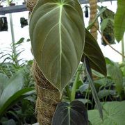 Image of Philodendron melanochrysum  Linden & Andre.