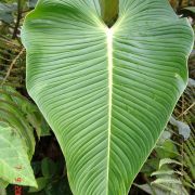 Image of Philodendron melanonervia  Croat.