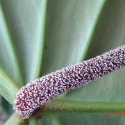 Image of Philodendron nangaritense  Croat.