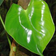 Image of Philodendron oligospermum  Engl..