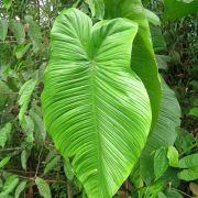 Image of Philodendron tenue  K. Koch & Augustin.