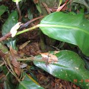 Image of Philodendron wittianum  Engl..