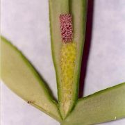 Image of Pinellia pedatisecta  .