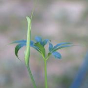 Image of Pinellia pedatisecta  Schott.