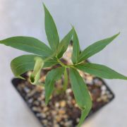 Image of Pinellia pedatisecta  Schott.