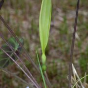 Image of Remusatia pumila  (D. Don) Heng Li & A. Hay.