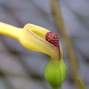 Image of Remusatia pumila  (D. Don) Heng Li & A. Hay.