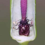 Image of Sauromatum diversifolium  (Wall. ex Schott) Cusimano & Hett..