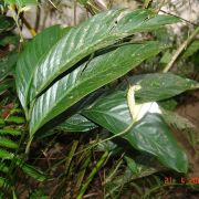 Image of Spathiphyllum patinii  (Mast.) N.E. Br..
