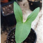 Image of Typhonium adnatum  Hett. & Sookchaloem.