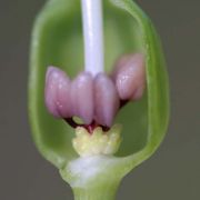 Image of Typhonium circinnatum  Hett. & J. Mood.