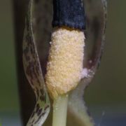 Image of Typhonium conchiforme  Hett. & A. Galloway.