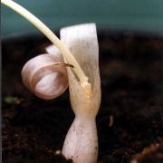 Image of Typhonium echinulatum  Hett. & Sookchaloem.
