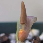 Image of Typhonium gagnepainii  J. Murata & Sookchaloem.