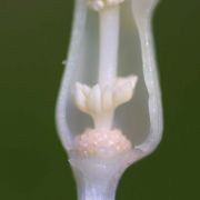 Image of Typhonium orbifolium  Hett. & Sookchaloem.