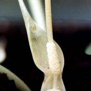 Image of Typhonium orbifolium  Hett. & Sookchaloem.