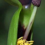 Image of Typhonium pedunculatum  Hett. & Sookchaloem.