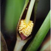 Image of Typhonium roxburghii  Schott.