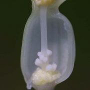 Image of Typhonium violaefolium  Gagn..