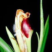 Image of Xanthosoma daguense  Engl..