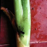 Image of Xanthosoma daguense  Engl..