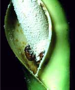 Fig. 9. Cyclocephala feeding on pollen (note the resin produced by the spathe).